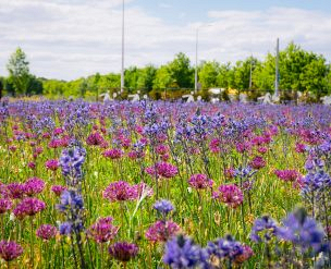 Mooi artikel in Stad + Groen