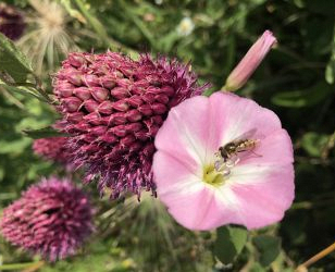 Bloemrijke bermen in de gemeente Moerdijk oogsten veel lof!