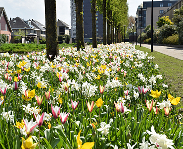 Alkmaar - Frans Coenenpad